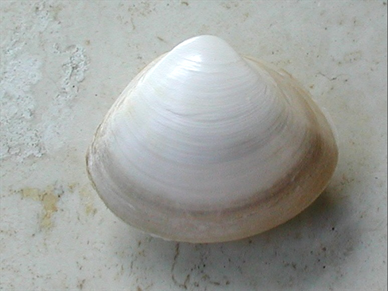 Mactra stultorum e Mactra paulucciae?